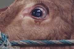 Ραγίζει καρδιές – Πως αντέδρασε μια αγελάδα λίγο πριν το σφαγείο..; [βίντεο]