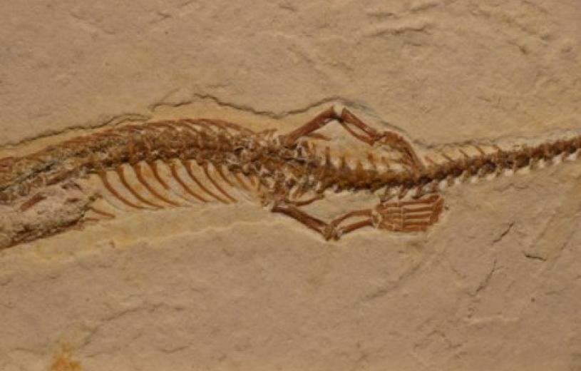Ανακάλυψαν απολιθώματα φιδιού με πόδια – Ζούσε πριν 126 εκ χρόνια (φωτο)