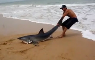 Άνδρας τραβάει Λευκό Καρχαρία πίσω στη θάλασσα με τα χέρια του… [βίντεο]