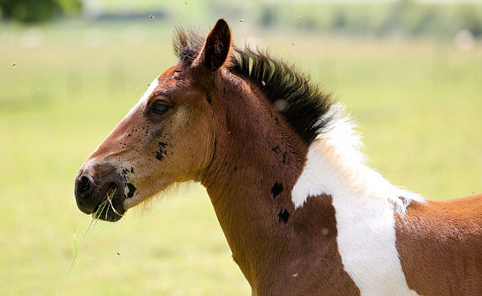 ΑΠΙΣΤΕΥΤΟ – Αυτό το αλογάκι γεννήθηκε με ένα σημάδι στην πλάτη του – Όταν το δείτε δεν θα το πιστεύετε…