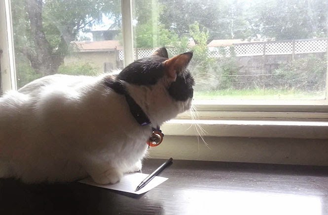 Γιατί αυτή η γάτα κάθεται όλη μέρα λυπημένη στο παράθυρο..; [βίντεο]
