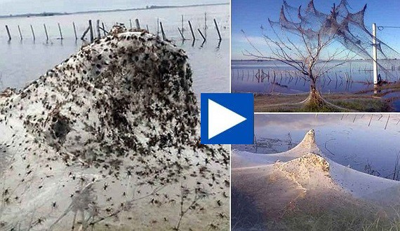 Απίστευτο!! Εισβολή από αράχνες που σκέπασαν ολάκερο χωριό με ιστούς!! (βίντεο – Pics)