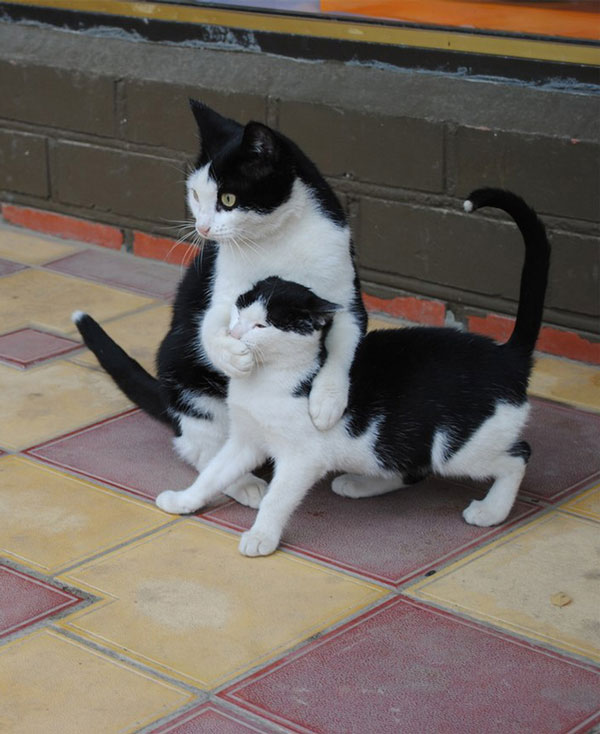 Είναι κληρονομικό χάρισμα – Καμαρώστε τις γάτες με τα ολόιδια μωρά τους!! [pics]