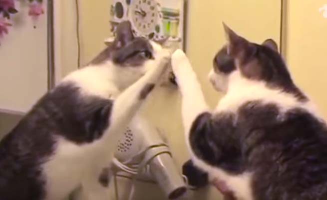 Απολαυστικές αντιδράσεις από γάτες μπροστά στον καθρέπτη
