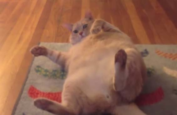 Πώς να κάνεις τη γάτα να χάσει κάνα κιλό
