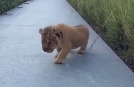 Το μικρό λιονταράκι κάνει τα πρώτα του βήματα