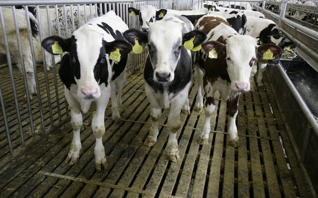 Θανατώθηκαν 3.500 βοοειδή για οζώδη δερματίτιδα στον Έβρο