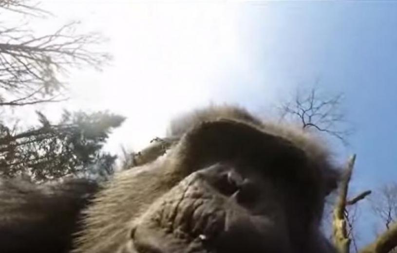 Δείτε γιατί και με ποια εργαλεία χιμπατζήδες κατέρριψαν drone (video)