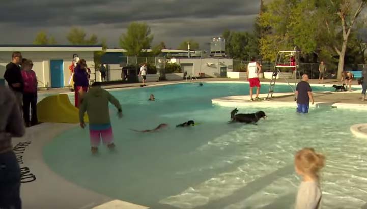 Πισίνα άνοιξε μια μέρα αποκλειστικά για σκύλους