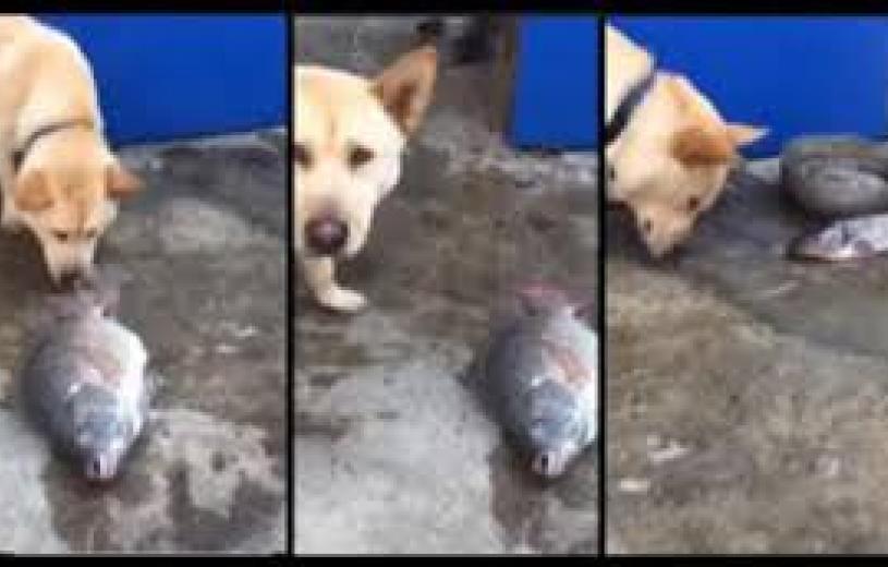 Απίστευτος σκύλος προσπαθεί να σώσει τα ψάρια από την ασφυξία