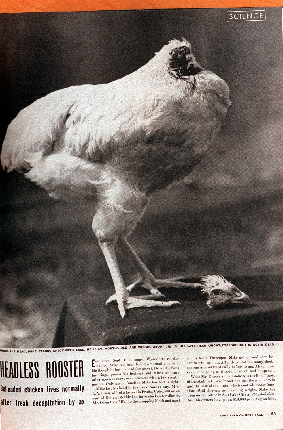 Πράγματι απίστευτο! Δείτε το κοτόπουλο που του έκοψαν το κεφάλι και έζησε… 18 μήνες! (Φωτογραφία)
