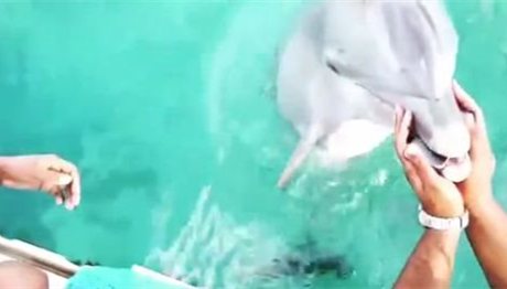 Έξυπνο δελφίνι σώζει από το νερό το κινητό απρόσεκτης τουρίστριας