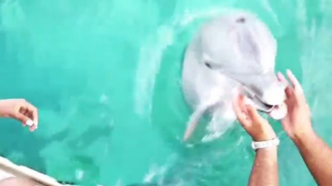 Της έπεσε το κινητό στη θάλασσα και το βρήκε ένα δελφίνι! (video)