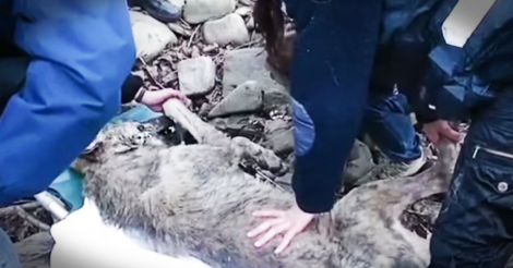 Ρίσκαραν την ζωή τους για να σώσουν αυτόν το λύκο που είχε σχεδόν ΠΑΓΩΣΕΙ από το κρύο!