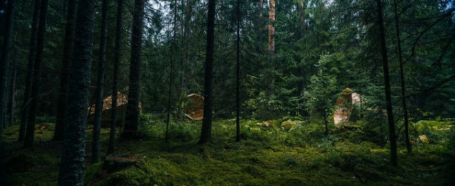 Τα μυστήρια μεγάφωνα του δάσους