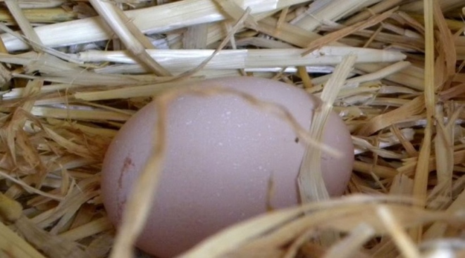 Βίντεο: Το έχετε ξαναδεί αυτό; Αβγό «γέννησε» αβγό