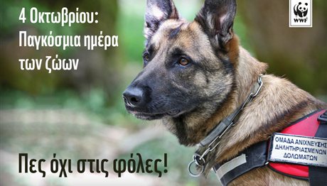 Παγκόσμια Ημέρα Ζώων: Γνωρίστε τον Κίκο, τον σκύλο που εντοπίζει φόλες!