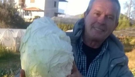 Γιγαντιαίο λάχανο 11.5 κιλών στην Κοζάνη!