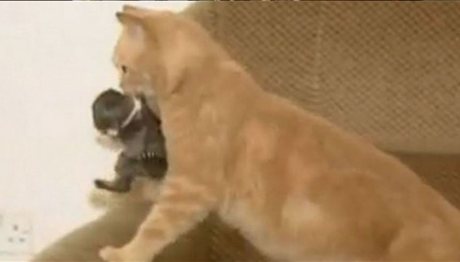 Όσοι νομίζουν ότι οι γάτες δεν μπορούν να αγαπήσουν, ας δουν αυτό το video!