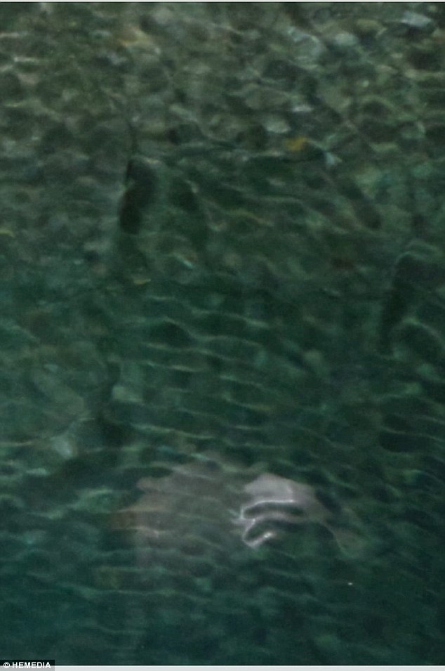 Σκοτσέζος φωτογράφισε, τυχαία, μυστηριώδες θαλάσσιο πλάσμα στην Κέρκυρα -Τι λέει στη Daily Mail