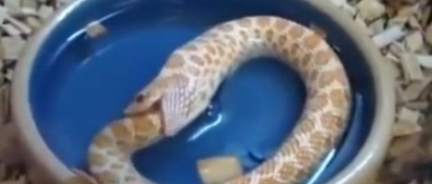 Απίστευτο: Φίδι μπερδεύτηκε και τρώει την ουρά του