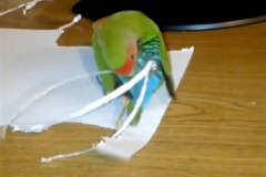 Ηδυπαθές παπαγαλάκι βάζει εξτένσιονς (video)