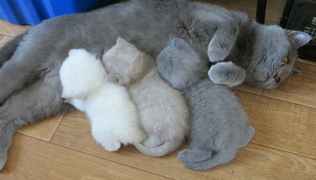 Περήφανες… μαμάδες γάτες με τα γατάκια τους! (photos)