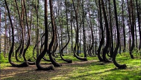 Το μυστηριώδες δάσος με τους καμπυλωτούς κορμούς στην Πολωνία