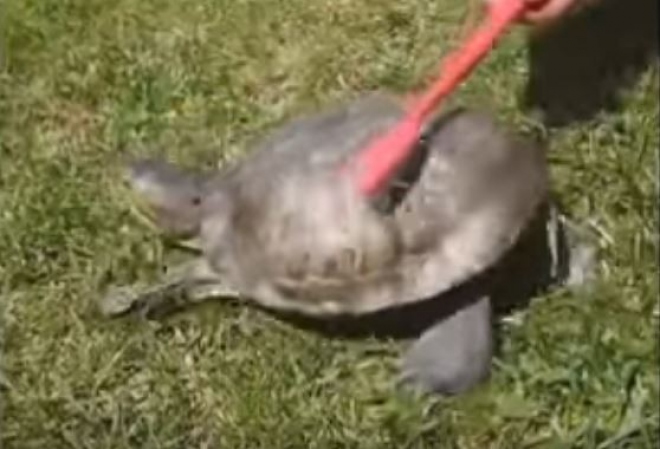 Μία «τσαχπίνα» χελώνα κάνει… twerking