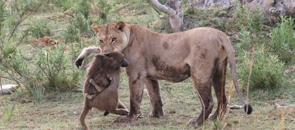 Θηλυκό λιοντάρι σκοτώνει μπαμπουίνο κι ανακαλύπτει το μωρό του – Το τι ακολούθησε στη συνέχεια είναι απίστευτο!