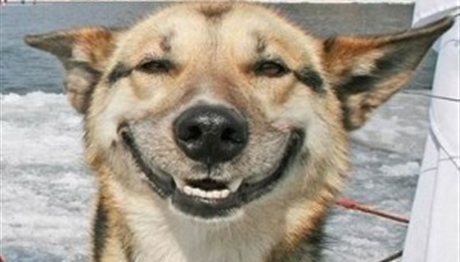 Απίθανος σκύλος… χαμογελάει στις φωτογραφίες! (video)