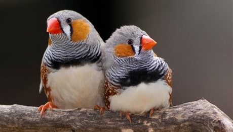 Ακόμα και τα πουλιά έχουν συζυγικά καβγαδάκια!
