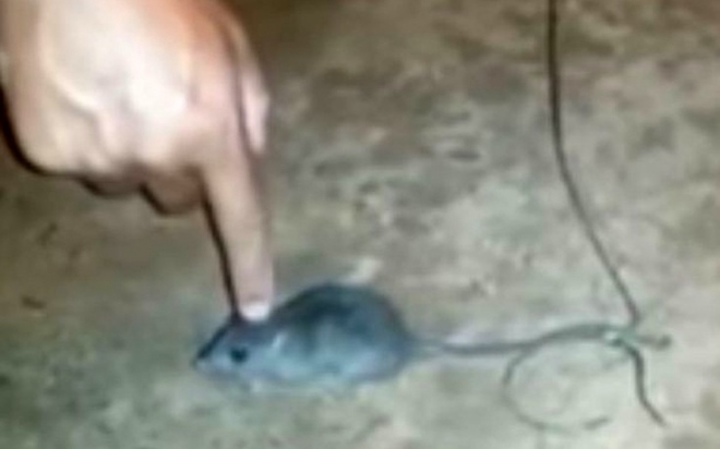 Κρατούμενοι μετέτρεψαν ποντίκι σε… ντίλερ ναρκωτικών