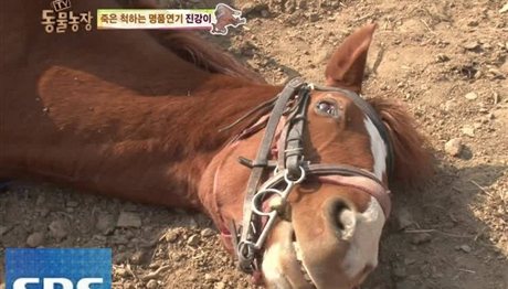 Αυτό το άλογο κάθε φορά που κάποιος προσπαθεί να το ιππεύσει, ξαπλώνει και προσποιείται ότι πέθανε! (video)