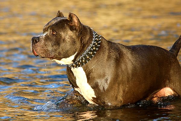 Άφησε τα pitbull του ελεύθερα κοντά στο ποτάμι… αλλά δεν φαντάζεστε με τι γύρισαν πίσω!  [video]