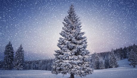 Βιομηχανία Χριστουγεννιάτικων δέντρων: 4 δις τζίρος!