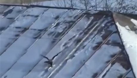 Ένα κοράκι δεξιοτέχνης στη χιονοσανίδα (video)