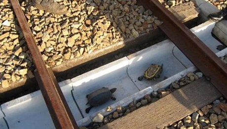 Σήραγγες για χελώνες κατασκευάζουν ιαπωνικοί σιδηρόδρομοι