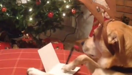 Πρωτότυπα χριστουγεννιάτικα δώρα για το σκύλο σας (photos)