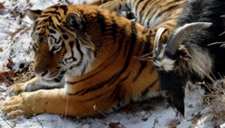 Τίγρης έγινε… φίλη με κατσίκα που της… πέταξαν για φαγητό! (video)