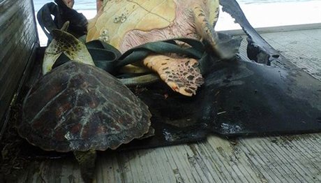 Aγοράζει χελώνες και τις… απελευθερώνει στον ωκεανό! (photos)