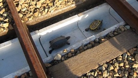 Έφτιαξαν τούνελ για χελώνες στις ράγες των τρένων