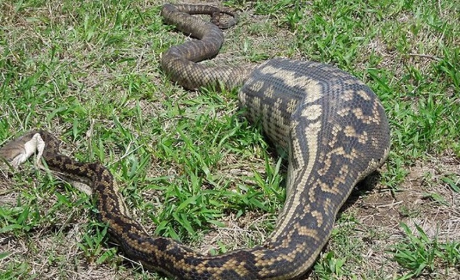 Εννιά φίδια που έφαγαν περισσότερο απ’ ό,τι μπορούσαν