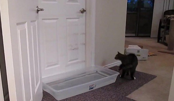 Επειδή ο γάτος τους άνοιγε συνέχεια τις πόρτες έβαλαν μπροστά μια λεκάνη με νερό. Το αποτέλεσμα ΔΕΝ το φαντάζεστε!