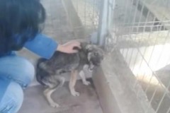 Κακοποιημένο σκυλάκι κλαίει όταν του δείχνουν για πρώτη φορά στοργή(video)