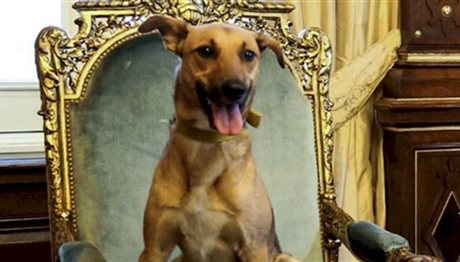 O πρόεδρος της Αργεντινής έδωσε καρέκλα στον σκύλο του