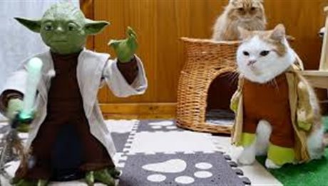 Γάτες σαστίζουν μπροστά στα κόλπα του Yoda (video)