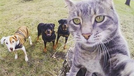 Γάτα σε στιγμές selfie παρέα με τρεις σκύλους