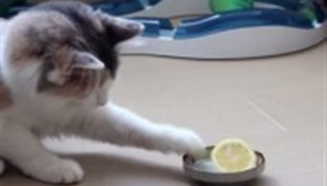 ΑΠΟΛΑΥΣΤΙΚΟ ΘΕΑΜΑ: Γάτα τσακώνεται με λεμόνι! (video)
