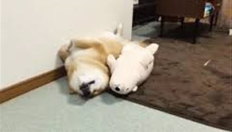 Σκυλάκι κοιμάται παρέα με ένα λούτρινο αρκουδάκι! (video)